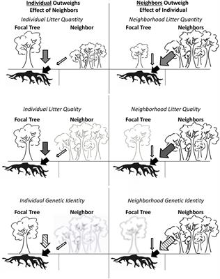 Self-Similarity, Leaf Litter Traits, and Neighborhood Predicting Fine Root Dynamics in a Common-Garden Forest